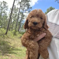 Chloe, a female Goldendoodle for sale in Macclenny, FL – 1 of 4