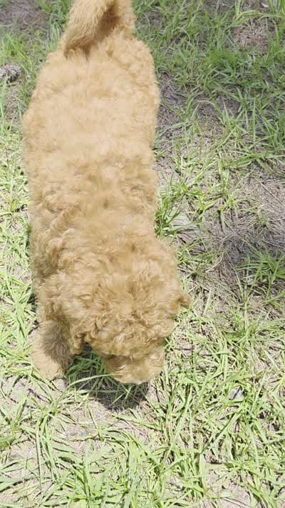 Finley, a male Goldendoodle for sale in Macclenny, FL – 4 of 4