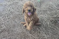 Teddie, a male Goldendoodle for sale in Macclenny, FL – 1 of 5