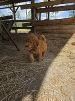 Chloe, a female Goldendoodle for sale in Macclenny, FL – 3 of 4