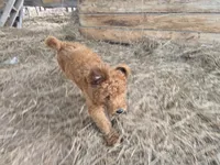 Ollie, a male Goldendoodle for sale in Macclenny, FL – 2 of 4