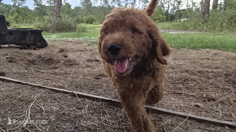 Bentley – Goldendoodle puppy for sale in Macclenny, FL