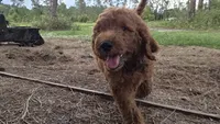 Bentley, a male Goldendoodle for sale in Macclenny, FL – 1 of 5