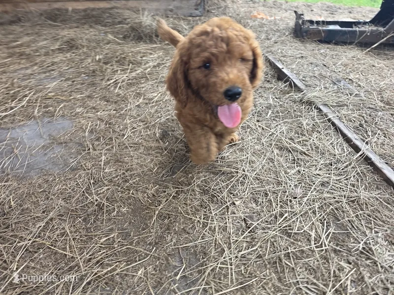 Ollie – Goldendoodle puppy for sale in Macclenny, FL
