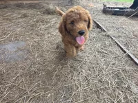 Ollie, a male Goldendoodle for sale in Macclenny, FL – 1 of 4