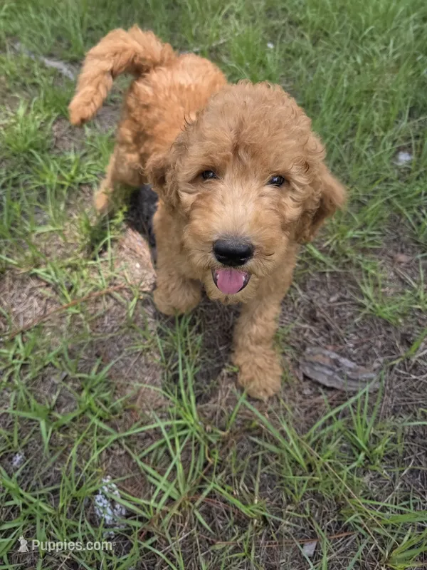 Finley – Goldendoodle puppy for sale in Macclenny, FL