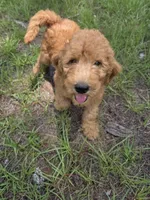 Finley, a male Goldendoodle for sale in Macclenny, FL – 1 of 4