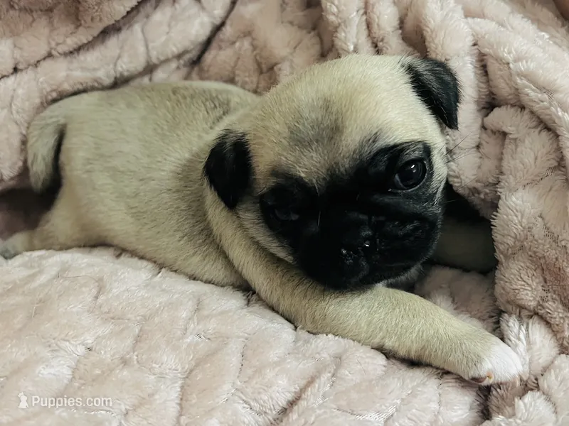 AKC Biscuit  – Pug puppy for sale in Statesville, NC