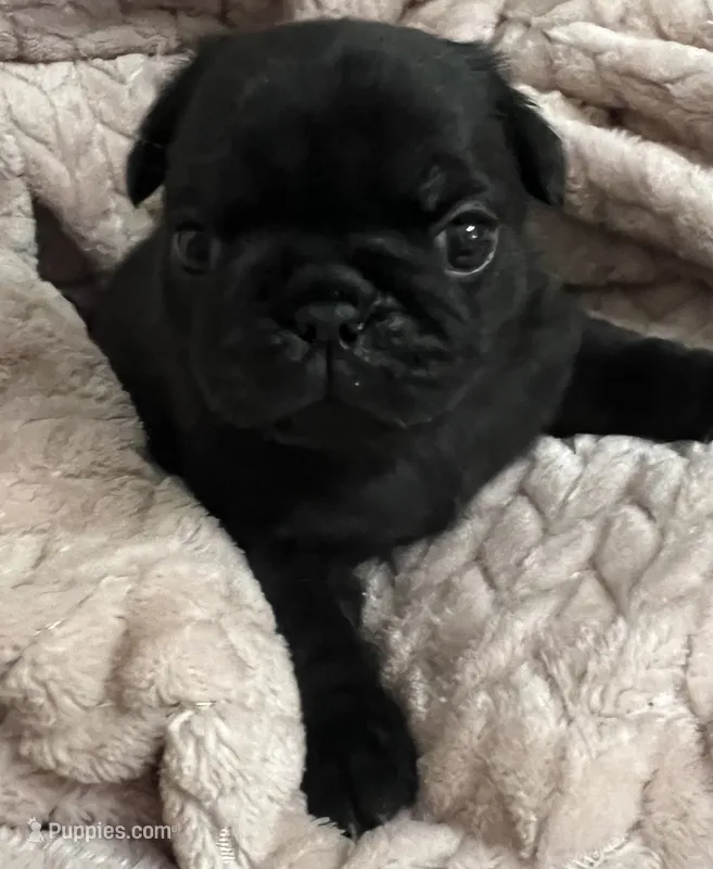 AKC Sammy – Pug puppy for sale in Statesville, NC