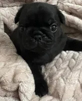 AKC Sammy, a male Pug for sale in Statesville, NC – 1 of 2
