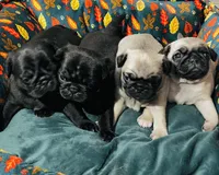 AKC Dolly, a female Pug for sale in Statesville, NC – 2 of 2