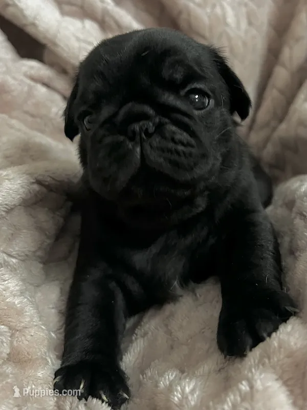 AKC Marley – Pug puppy for sale in Statesville, NC