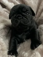 AKC Marley, a male Pug for sale in Statesville, NC – 1 of 2