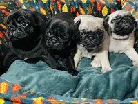 AKC Biscuit , a female Pug for sale in Statesville, NC – 2 of 2