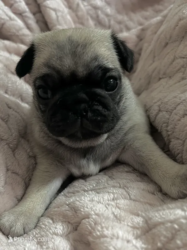 AKC Dolly – Pug puppy for sale in Statesville, NC