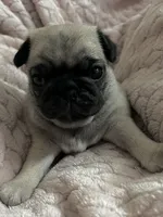AKC Dolly, a female Pug for sale in Statesville, NC – 1 of 2
