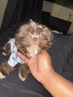 Bear, a male Shih Tzu for sale in Atlanta, GA – Photo 2 of 2