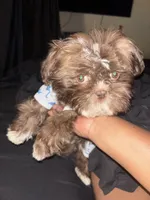 Bear, a male Shih Tzu for sale in Atlanta, GA – Photo 1 of 2