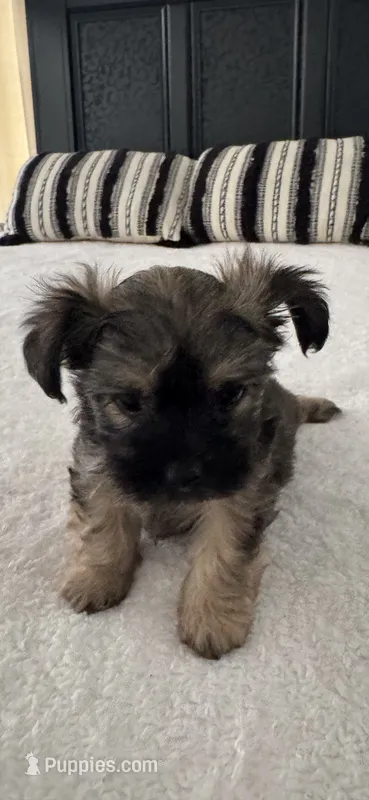 Chorkie#3 – Chorkie puppy for sale in Saint Petersburg, FL