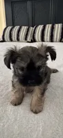 Chorkie#3, a male Chorkie for sale in Saint Petersburg, FL – 1 of 2
