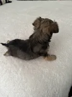 Chorkie#3, a male Chorkie for sale in Saint Petersburg, FL – 2 of 2