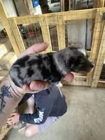 Tank, a male Miniature American Shepherd for sale in Waukon, IA – 3 of 3