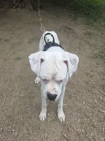 Storm, a male Boxer for sale in Canton, OH – 2 of 3