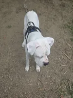 Storm, a male Boxer for sale in Canton, OH – 3 of 3