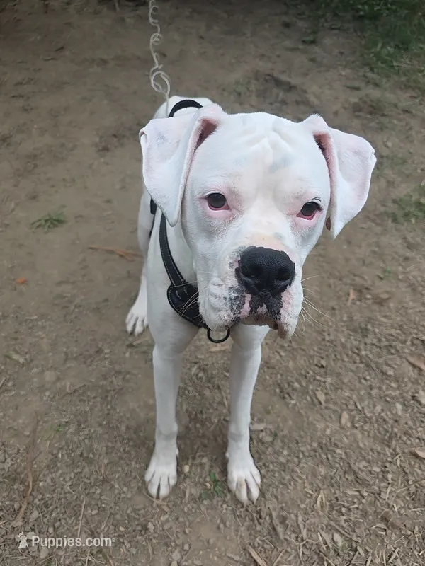 Storm – Boxer puppy for sale in Canton, OH