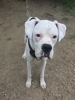 Storm, a male Boxer for sale in Canton, OH – 1 of 3