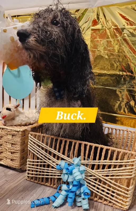 Buck – Aussiedoodle, Goldendoodle puppy for sale in Taylors, SC