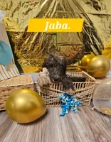 Jaba, a male Aussiedoodle and Goldendoodle for sale in Taylors, SC – 1 of 1