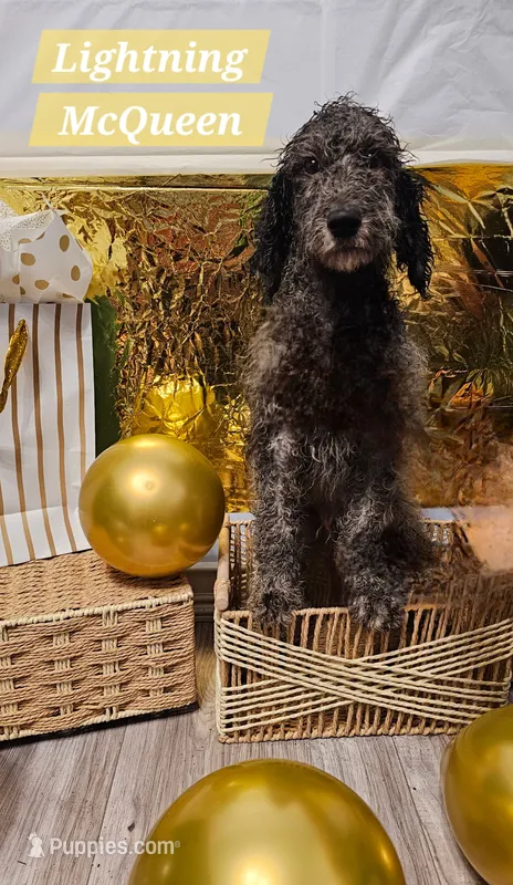 Lightning McQueen  – Aussiedoodle, Goldendoodle puppy for sale in Taylors, SC