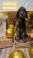 Lightning McQueen , a male Aussiedoodle and Goldendoodle for sale in Taylors, SC – 1 of 1