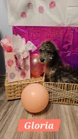 Gloria, a female Aussiedoodle and Goldendoodle for sale in Taylors, SC – 1 of 1