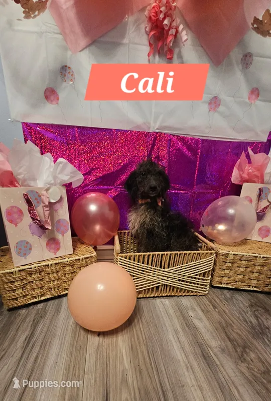 Cali – Aussiedoodle, Goldendoodle puppy for sale in Taylors, SC