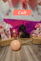 Cali, a female Aussiedoodle and Goldendoodle for sale in Taylors, SC – 1 of 1