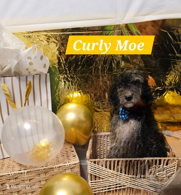 Curly Moe – Aussiedoodle, Goldendoodle puppy for sale in Taylors, SC