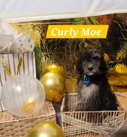 Curly Moe, a male Aussiedoodle and Goldendoodle for sale in Taylors, SC – 1 of 1