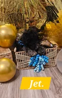 Jet, a male Aussiedoodle and Goldendoodle for sale in Taylors, SC – 1 of 1