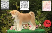 Cheeto 5, a male Akita for sale in Baltimore, MD – 4 of 10