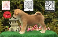 Cheeto 3, a male Japanese Akita for sale in Baltimore, MD – 2 of 10