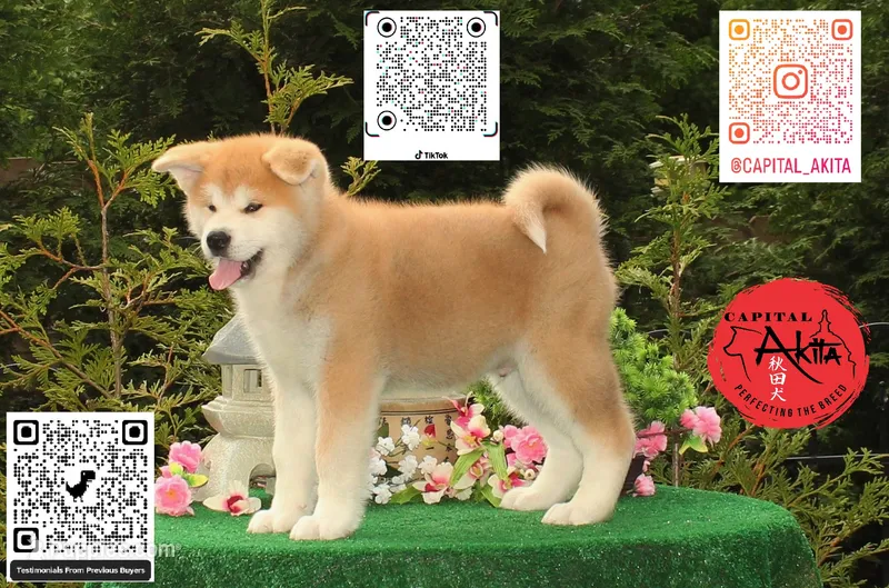 Cheeto 5 – Akita puppy for sale in Baltimore, MD