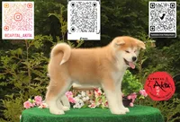 Cheeto 2, a male Japanese Akita for sale in Baltimore, MD – 4 of 10