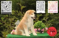 Cheeto 4, a male Japanese Akita for sale in Baltimore, MD – 10 of 10