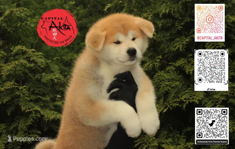 Big Red 4 – Akita puppy for sale in Baltimore, MD