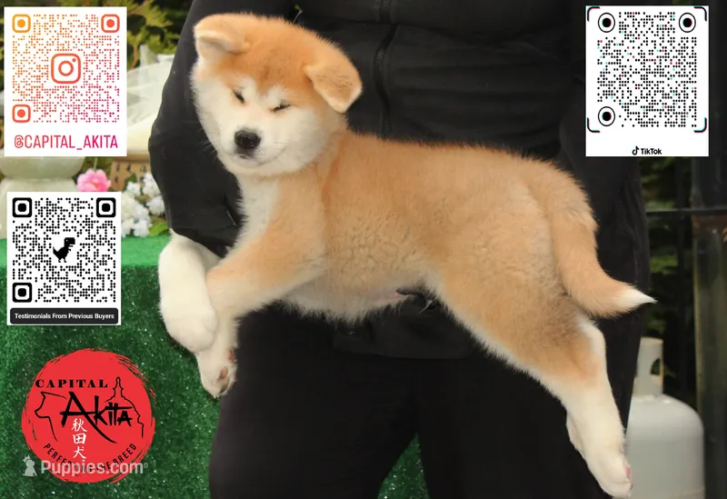 Cheeto 2 – Japanese Akita puppy for sale in Baltimore, MD