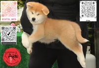 Cheeto 2, a male Japanese Akita for sale in Baltimore, MD – 1 of 10