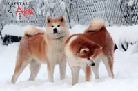 Cheeto 6, a male Akita for sale in Baltimore, MD – 8 of 10