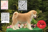 Cheeto 4, a male Japanese Akita for sale in Baltimore, MD – 9 of 10